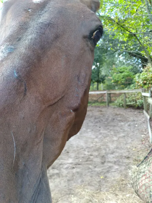 Carolina Equine Clinic Picture 5
