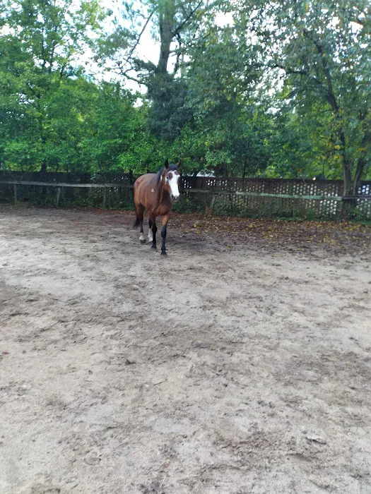 Carolina Equine Clinic Picture 4
