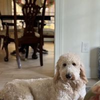 Aiken Animal Hospital ico