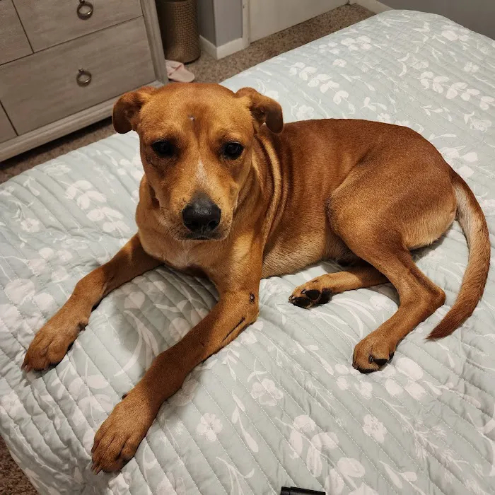 Aiken Animal Hospital Picture 8