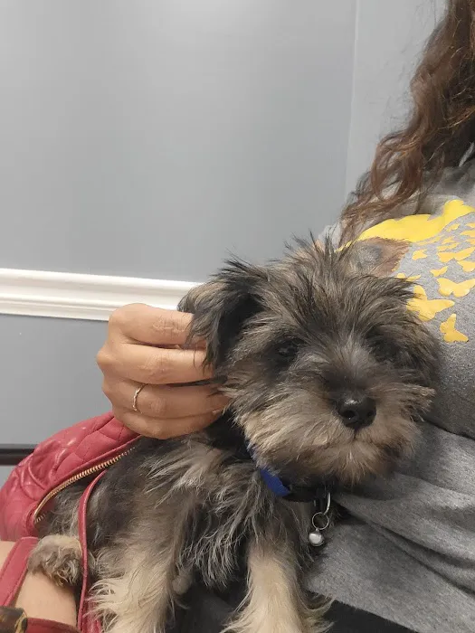 Auburn Animal Hospital Picture 5