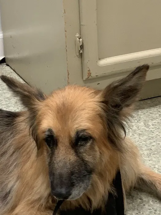 Auburn Animal Hospital Picture 4