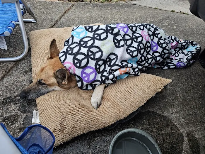 Auburn Animal Hospital Picture 7