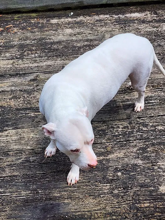 Auburn Animal Hospital Picture 8