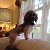 Animal Care Hospital at Bold Springs ico
