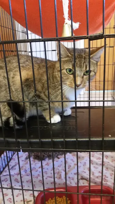 Animal Care Hospital at Bold Springs Picture 7