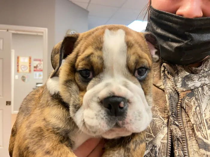 PetCare Animal Hospital Picture 4