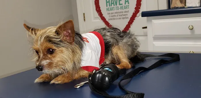 Hog Mountain Animal Hospital Picture 4
