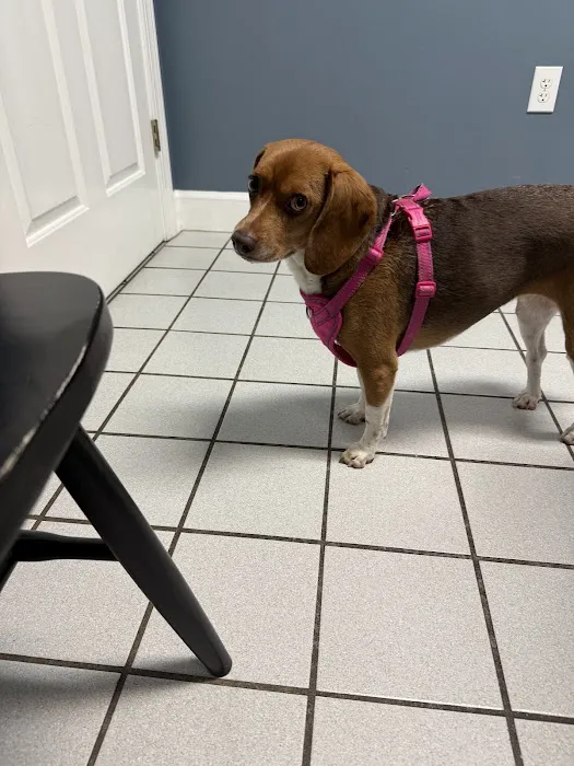 Hog Mountain Animal Hospital Picture 5