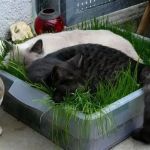 Tips for Safe Outdoor Play for Indoor Cats