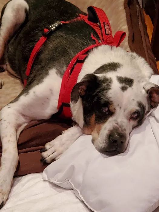 Miller Mobile Veterinary Services and Animal Hospital Picture 7