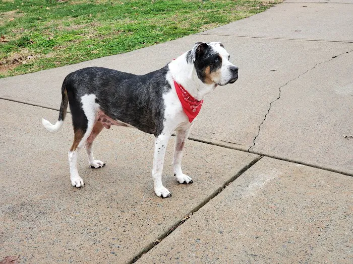 Miller Mobile Veterinary Services and Animal Hospital Picture 10