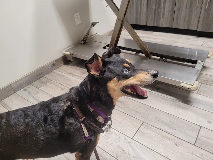East Marietta Animal Hospital Picture 8
