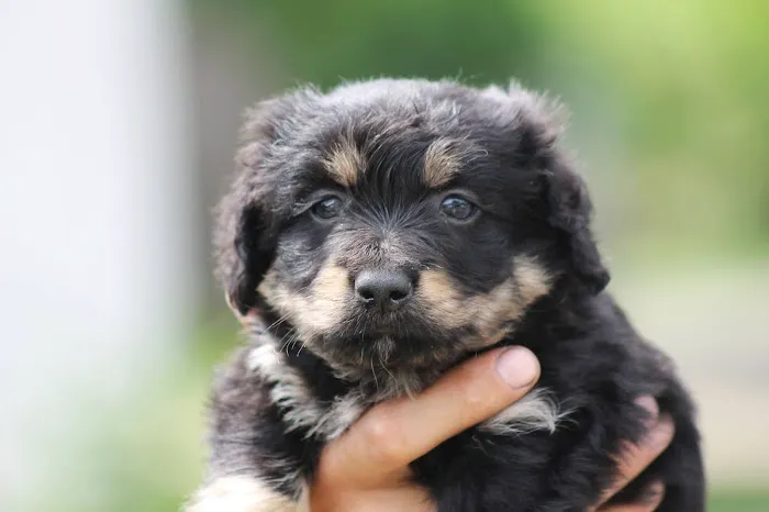 East Marietta Animal Hospital Picture 9