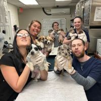 Beyond Pets Animal Hospital & Urgent Care ico