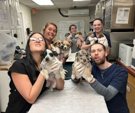 Beyond Pets Animal Hospital & Urgent Care