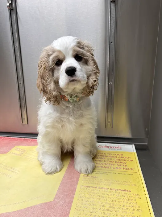 Beyond Pets Animal Hospital & Urgent Care Picture 3