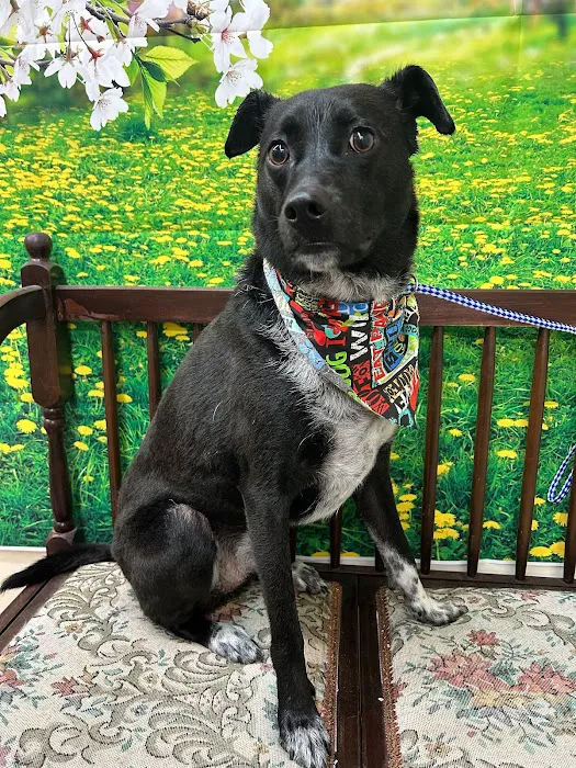 Beyond Pets Animal Hospital & Urgent Care Picture 9