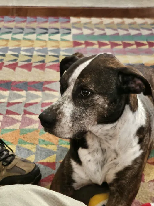Animal Hospital of East Cobb Picture 4