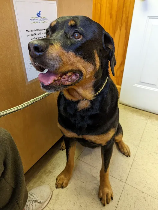 Animal Hospital of East Cobb Picture 1