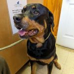 Animal Hospital of East Cobb