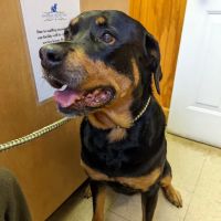 Animal Hospital of East Cobb ico