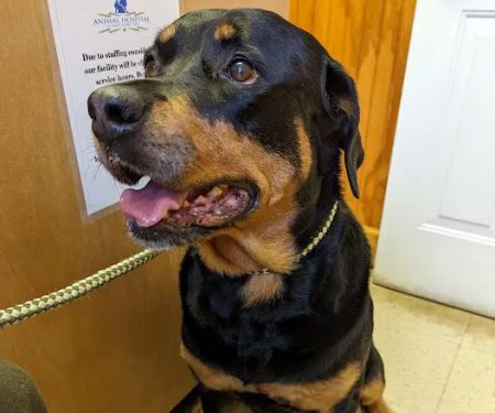 Animal Hospital of East Cobb