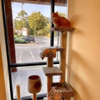Happy Tails Animal Hospital ico