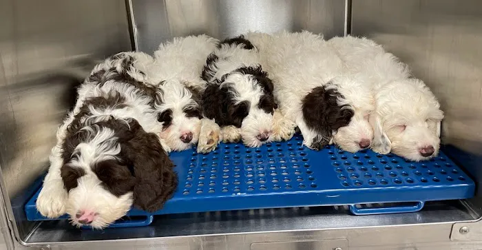 Happy Tails Animal Hospital Picture 6