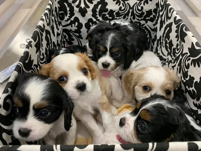 Happy Tails Animal Hospital Picture 5
