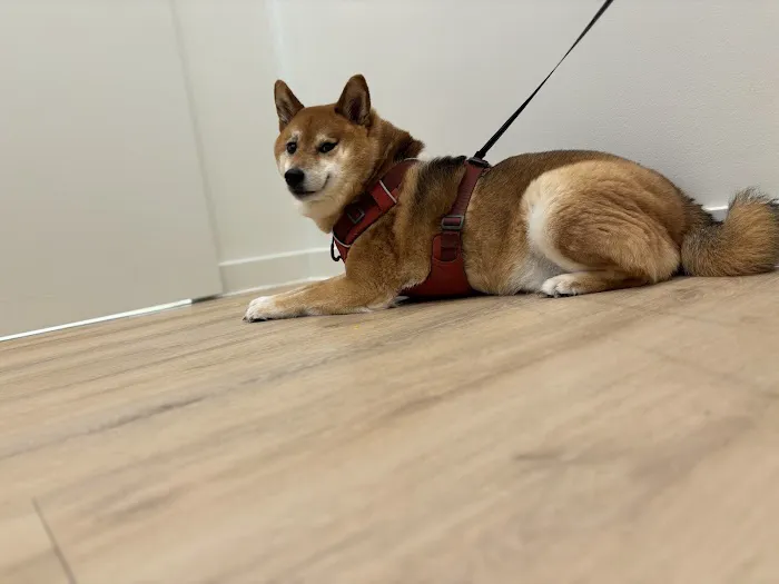 Petfolk Veterinary & Urgent Care - Kennesaw Picture 8