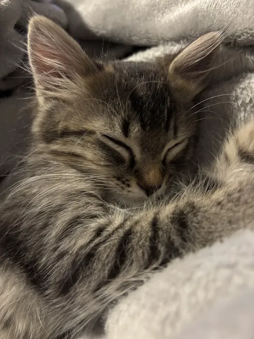Petfolk Veterinary & Urgent Care - Kennesaw Picture 9