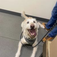 Vetco Total Care Animal Hospital ico