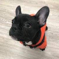 Total Veterinary Care - Kennesaw ico