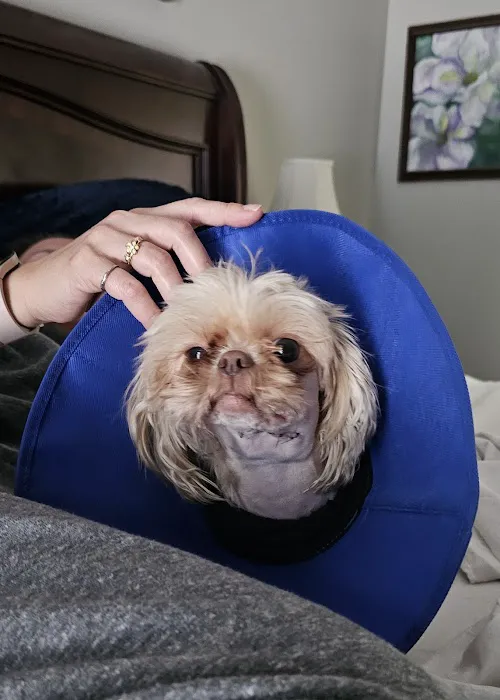 Veterinary Referral Surgical Picture 3