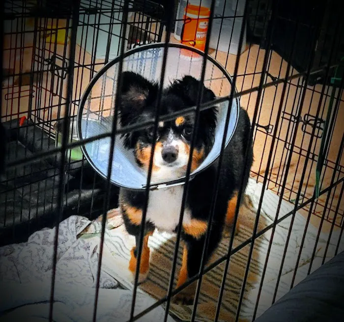 Veterinary Referral Surgical Picture 1