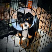 Veterinary Referral Surgical ico