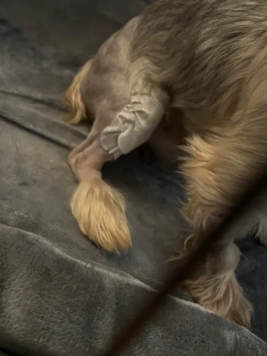 Veterinary Referral Surgical Picture 6