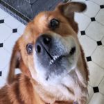 Cobb Veterinary Internal Medicine