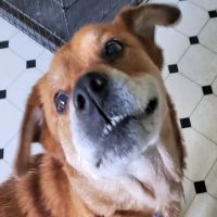 Cobb Veterinary Internal Medicine ico