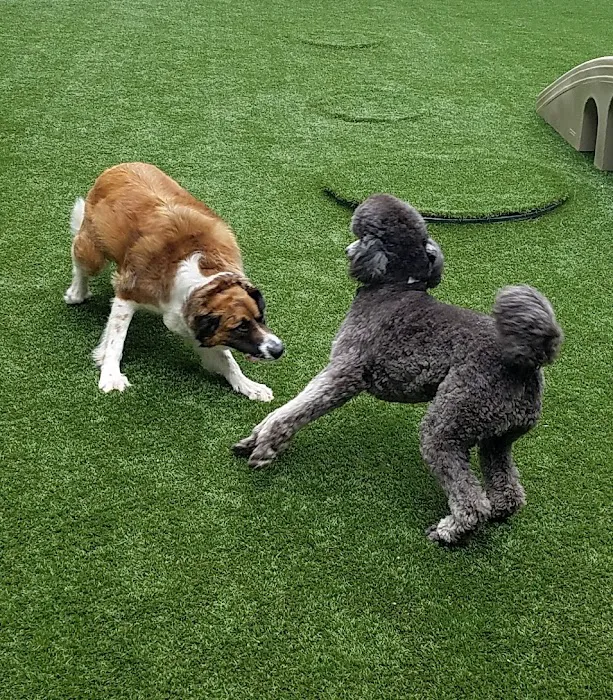 Kennesaw Mountain Animal Hospital Picture 6