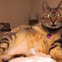 Community Cat Clinic Duluth ico