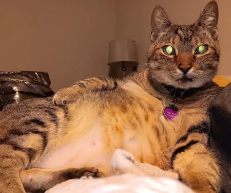 Community Cat Clinic Duluth
