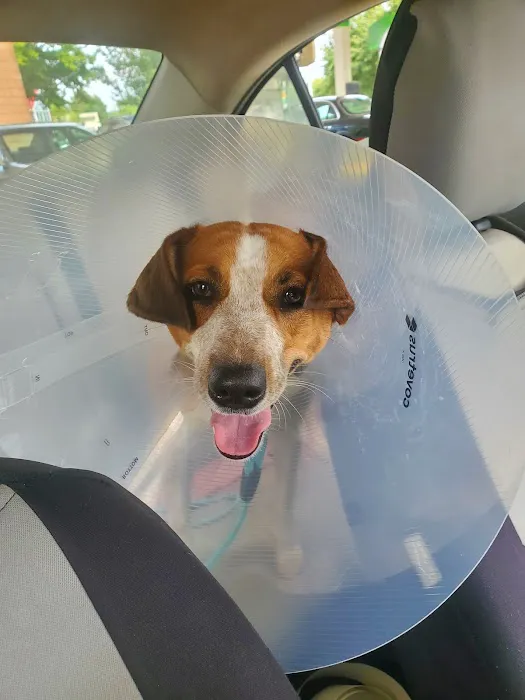 Baranik Veterinarian Services Picture 4