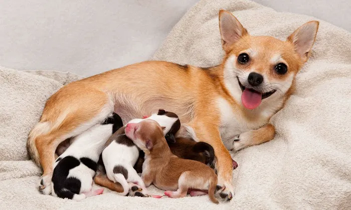 Old Peachtree Animal Clinic Picture 8