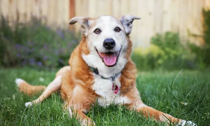 Mercy Animal Hospice & In Home Pet Euthanasia Picture 2