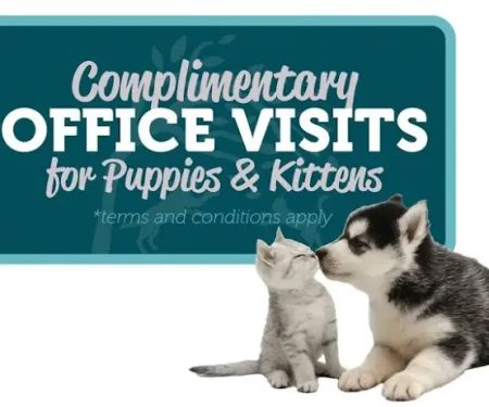 Mercy Animal Hospice & In Home Pet Euthanasia