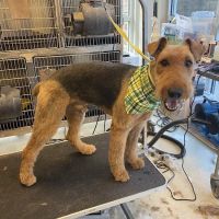 Sugar Creek Animal Hospital ico