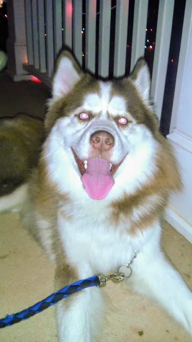 Sugar Creek Animal Hospital Picture 8