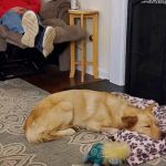 Paw Project of Georgia